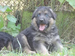 Prodáme štěňata NO s PP- poslední volní pejskové a